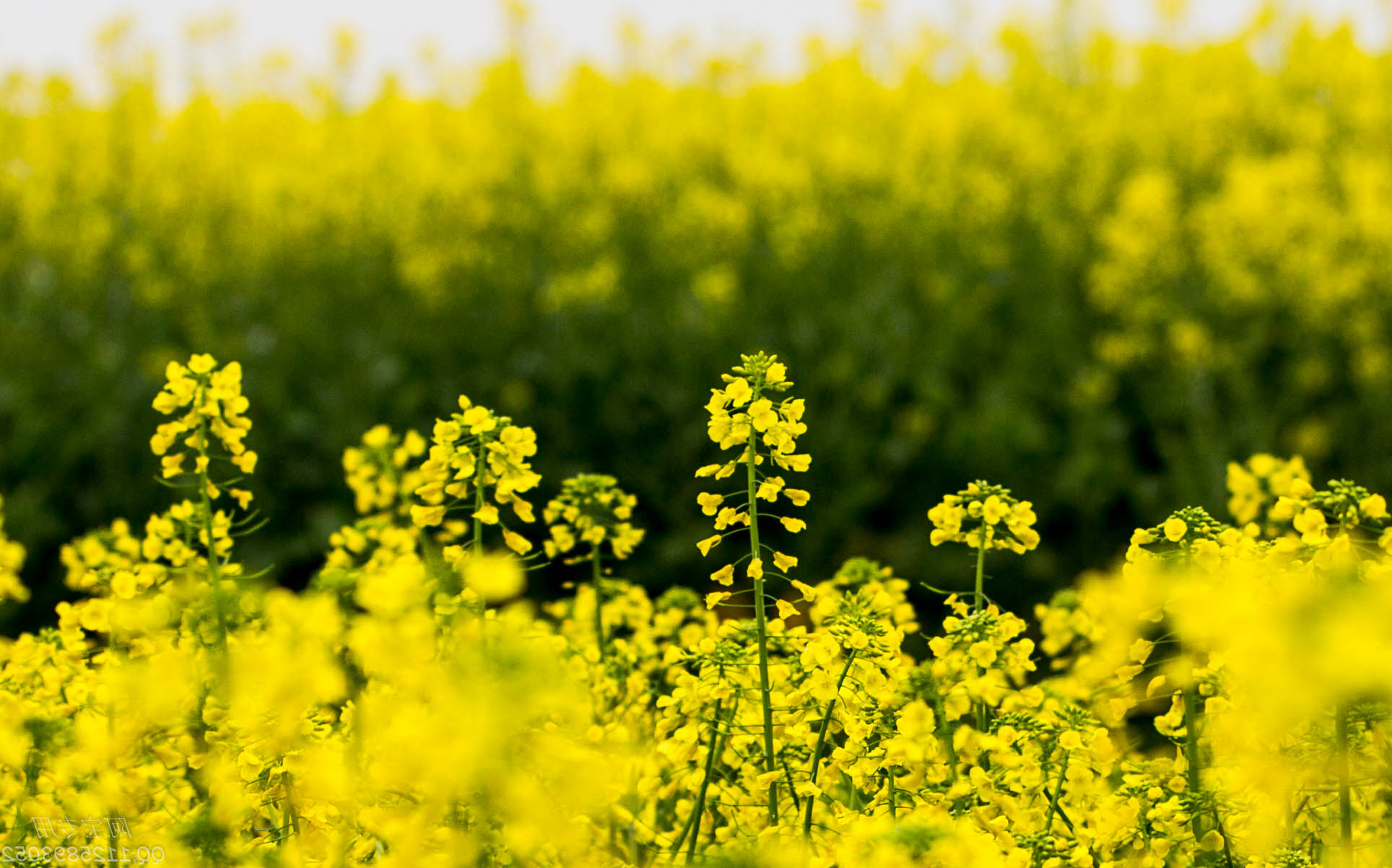 油菜花（太平煤矿&nbsp;汤良玥）