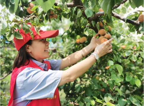 花园煤矿：“杏”福花满园