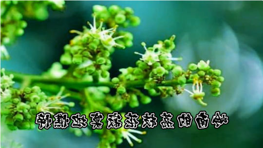 敬读红色经典 |《我用残损的手掌》